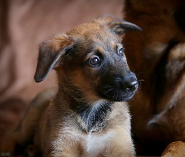 Щенки Малинуа