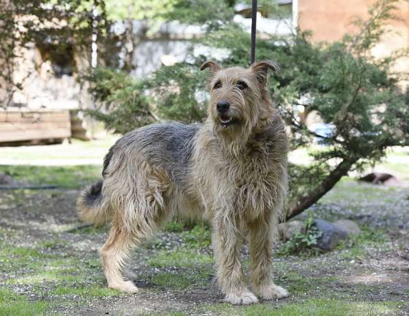 Мухтар ищет семью в Москве фото 8