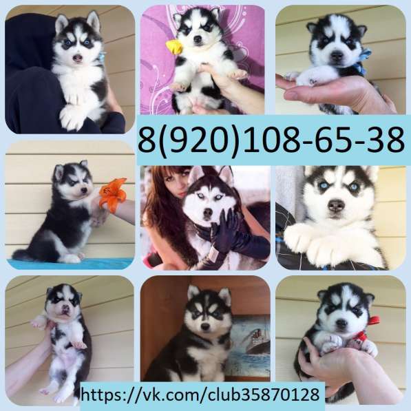 Сибирской хаски. Черно-белые. голубоглазые)))))!!!