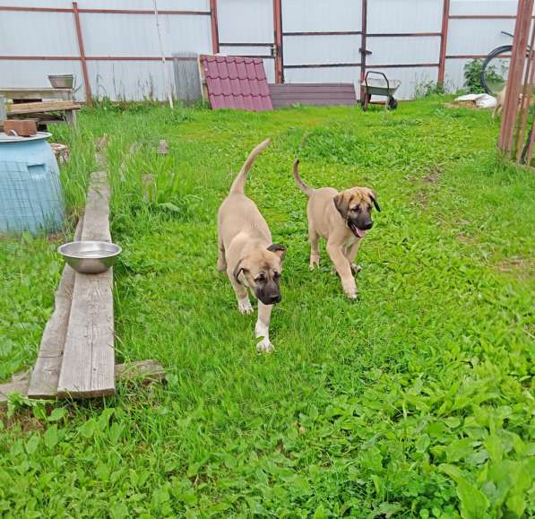 Щенки Кангальской овчарки в Москве фото 23