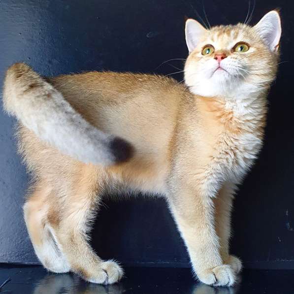 Scottish gold SFS71 ny 11 в Рязани фото 3