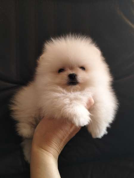 Померанский шпиц. Мини в фото 3