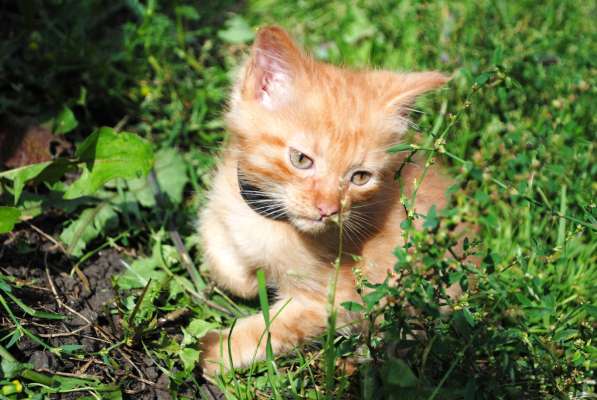 Продам котенка породы мэйн кун в Кемерове фото 5