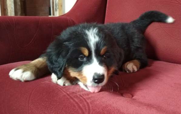 Щенки бернского зенненхунда в Москве фото 6