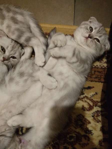 Шотландские котята