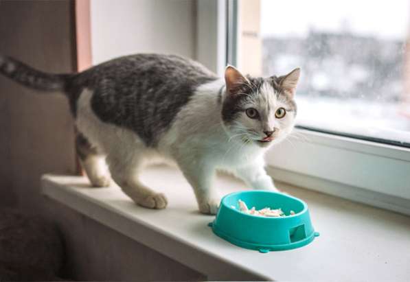 Котенок-подросток Маркиз, обаятельный позитивчик в дар в Москве фото 4