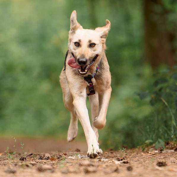 Чудесная собака Мира в добрые руки в Москве фото 23