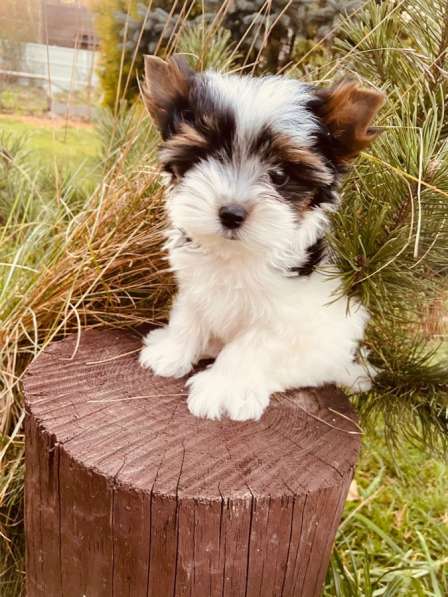 Бивер Йорк мальчик 2 месяца