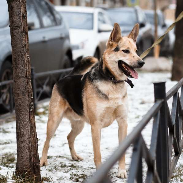 Городской, всему обученный пёс в Санкт-Петербурге фото 51
