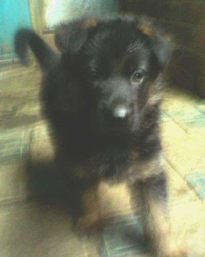Щенок немецкой овчарки в Краснодаре фото 11