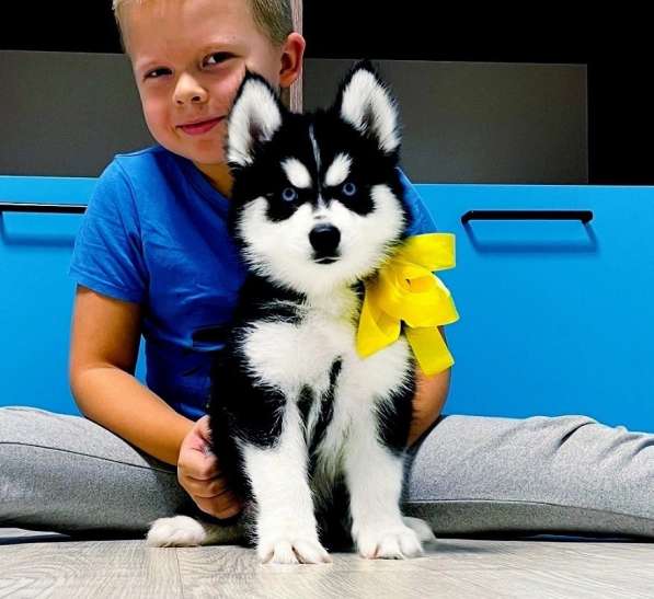 Красавцы щеночки хаски разных окрасов