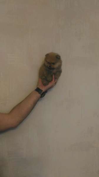 Щенки нано шпица в Москве фото 5