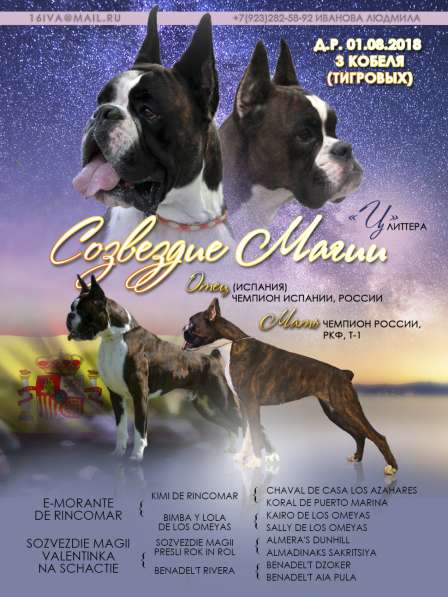 Щенок боксера в Красноярске фото 5