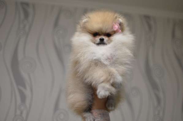 Померанский шпиц. Мини в фото 3