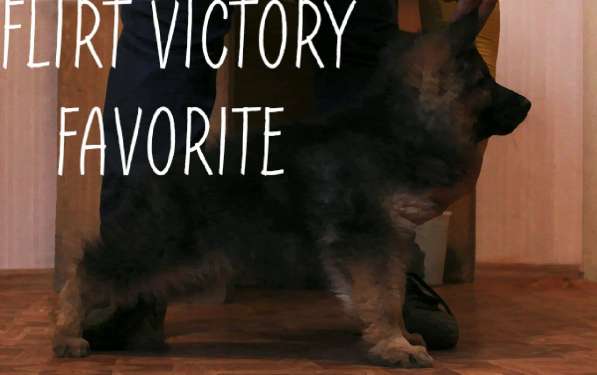 Щенки немецкой овчарки в фото 10