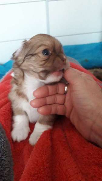 Chihuahua ❤❤❤ Один малыш ещё свободный в фото 20