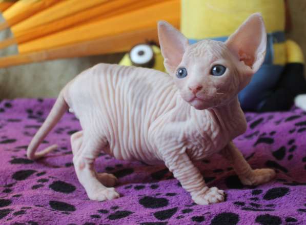 Котята Канадского сфинкса и Эльфов в Санкт-Петербурге фото 6