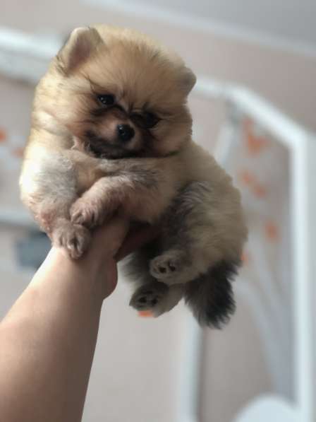 Продаются щенки шпица в фото 24