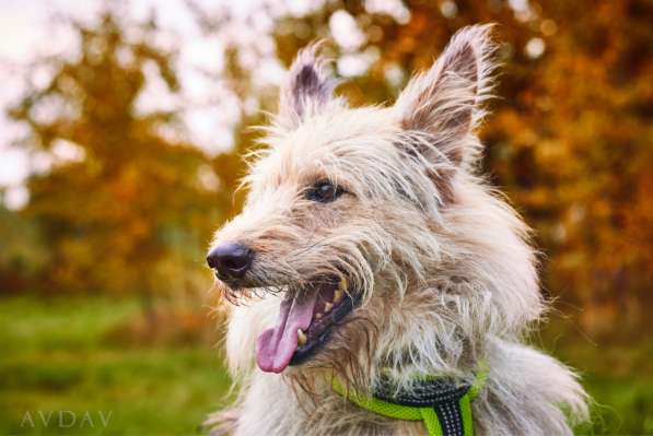 Трогательный Чарлик ищет дом в Москве фото 22