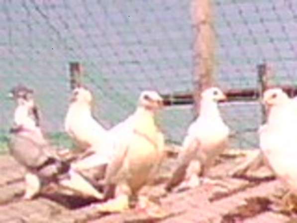 Продам голубей разных пород в Краснодаре фото 7