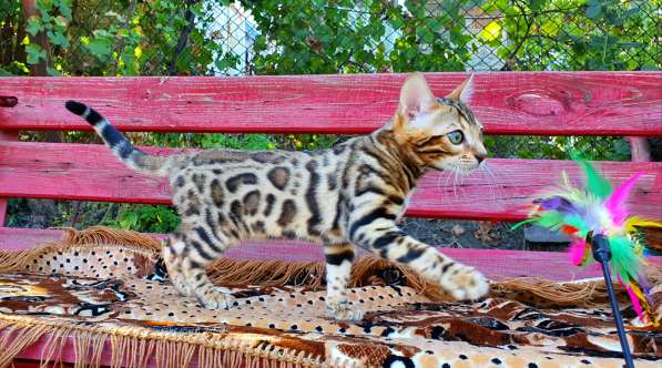 Бенгальские котята, шикарная кошечка, документы WCF, питомн в фото 13