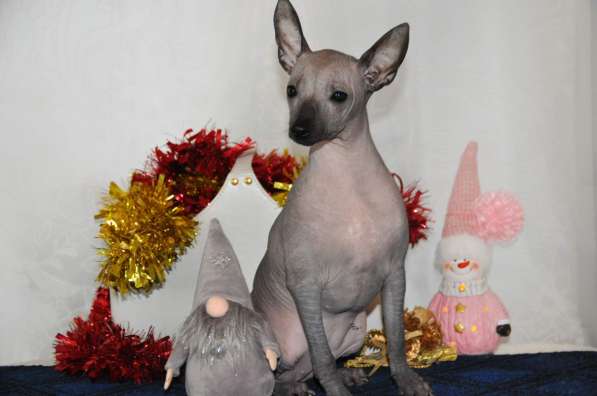 Девочка Мексиканочка в Москве фото 5