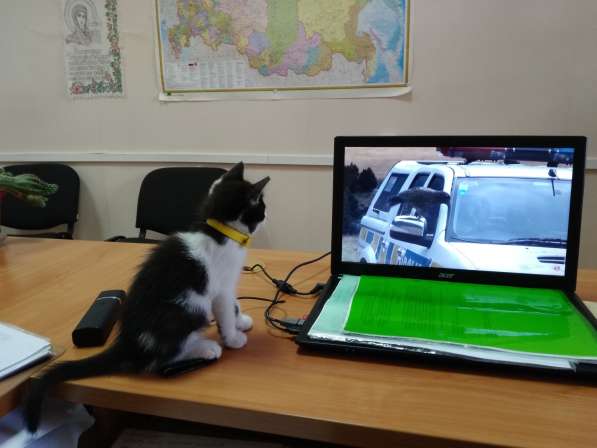 Кошечка Фифа в добрые руки в Ставрополе фото 13