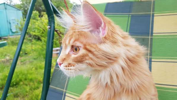 Продаётся красная девочка мейн-кун в Санкт-Петербурге фото 32