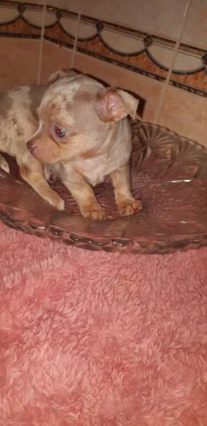 Оригинальный окрас чихуахуа мальчик в Москве фото 8