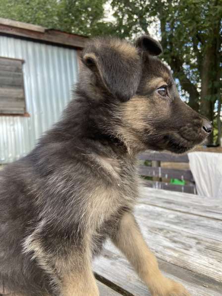 Щенки от мамы овчарки в добрые руки в Москве фото 12