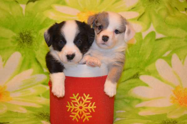 Вельш корги кардиган щенки в Москве фото 3