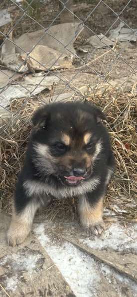 Животные собаки