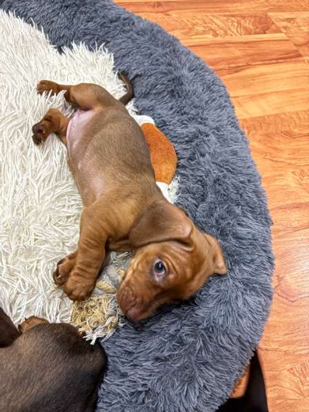 Такса, щенок в Липецке фото 4