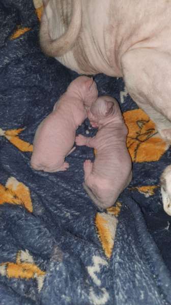 Предлагаются к бронированию котята Канадского сфинкса