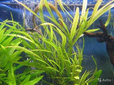 Продам аквариумные растения в Краснодаре фото 3