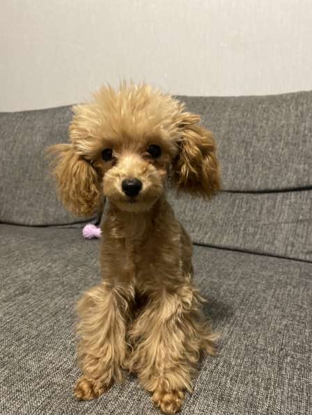 Щенок мальтипу в Волгограде