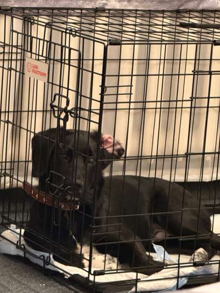 Одам бесплатно в хорошие руки