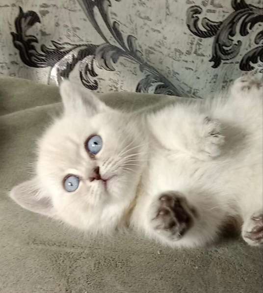 Котенок в фото 6