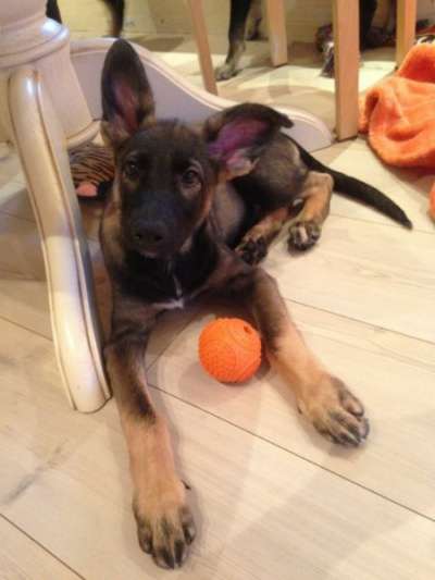 Отдам даром Славные малыши ищут дом в Санкт-Петербурге фото 4