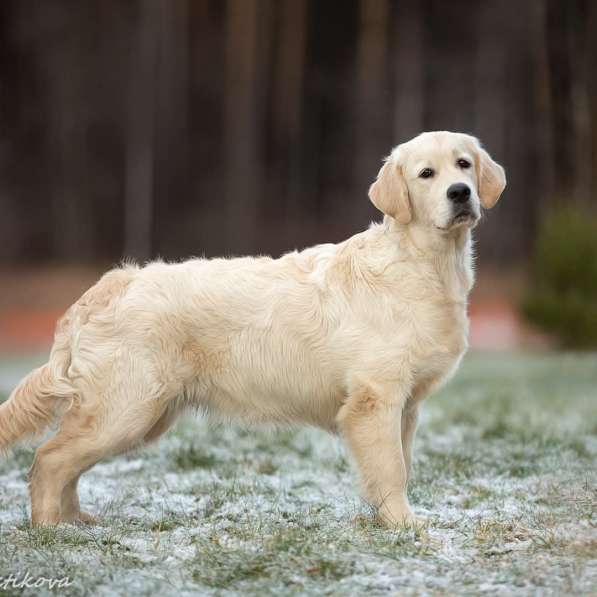 Щенки золотистого (голден)ретривера в Москве фото 8