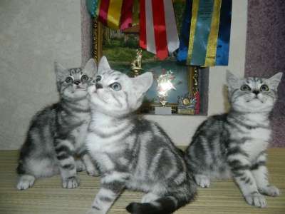 Британские шикарные котята в Ульяновске фото 5