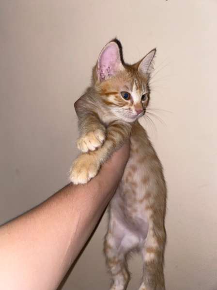 Отдам котят в добрые руки❤️ в Новороссийске фото 4