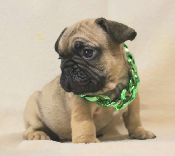 Щенки из питомника РКФ в Москве