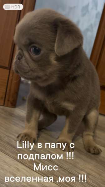 Мопс эклюзив