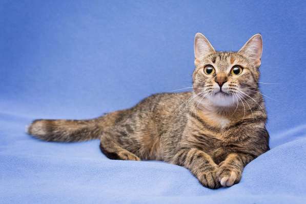 Очаровательная полосатая кошечка Джуля в добрые руки в Москве фото 11