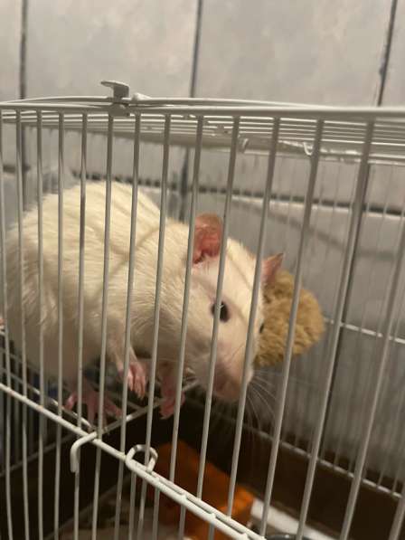 Крыса Дамбо с клеткой в Курске