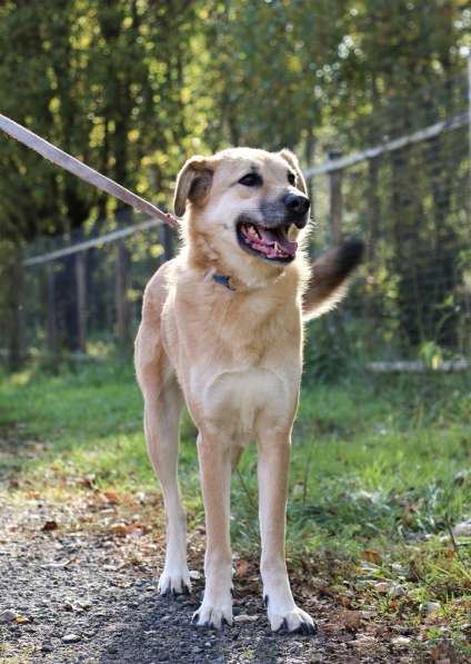 Чудесная Барабулька ищет дом и любящую семью! в Москве