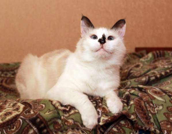 Кошка в добрые руки в Калуге фото 10