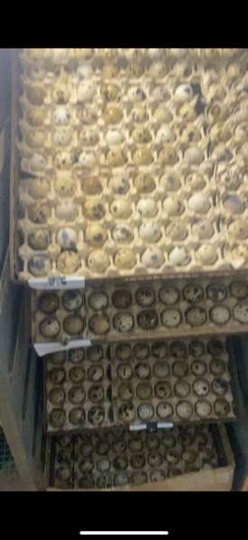 Суточные перепёлки техасцы в Краснодаре