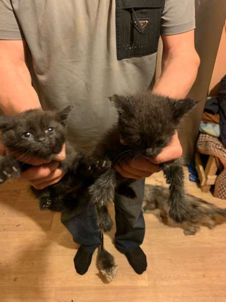 Котята в Екатеринбурге